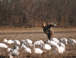 Missouri snow goose hunting guide