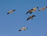 snow geese