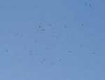 snow geese