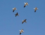snow geese