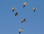 snow geese