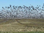 snow goose hunting Missouri