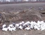 snow goose hunting Missouri