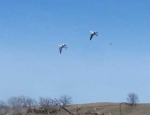 snow geese