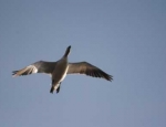 snow goose