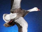 snow goose