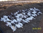 spring snow goose hunting