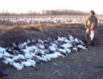 guided snow goose hunts