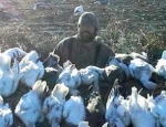 snow goose hunting Missouri