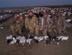 spring snow goose hunting