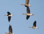 Missouri goose hunting