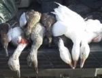 guided duck hunts