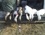 Missouri waterfowl hunting