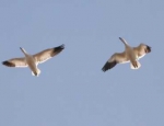 snow geese