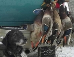 Missouri waterfowl hunting