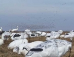 spring snow goose hunting