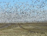 snow goose hunting guide