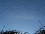 snow geese