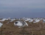 guided snow goose hunts