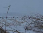 spring snow goose hunting