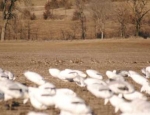 guided snow goose hunts