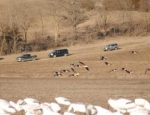 spring snow goose hunts