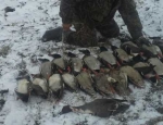 duck hunting Missouri