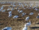 snow goose hunting Missouri