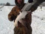 guided snow goose hunts