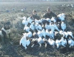 spring snow goose hunting