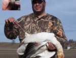 guided snow goose hunts