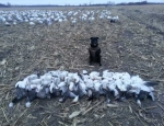 snow geese