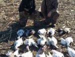 snow geese