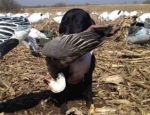 snow goose hunting