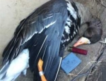 Missouri specklebelly goose hunting