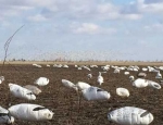 Snow Geese