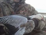 guided goose hunt