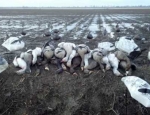 Missouri guided goose hunts