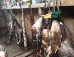 Missouri waterfowl hunting