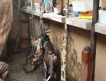 guided goose hunts