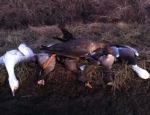 Missouri goose hunting