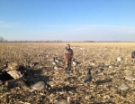 guided goose hunt