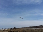 snow goose hunting in Missouri