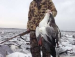 guided snow goose hunts