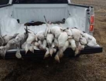 Missouri snow geese