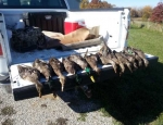 guided duck hunting