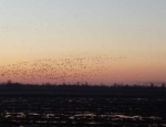 snow geese