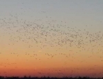 Missouri goose hunting