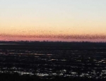 Spring snow goose hunting