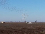 snow geese